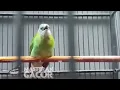 Download Lagu Masteran Tembakan Guru Vokal Semua Burung Bahan Lomba