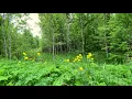 Soothing mixed forest and birdsong. Nightingale, cuckoo, blackbird. 12 Hours of video.