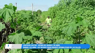 Palpalá: vecino del barrio 2 de Abril convive con una jungla al lado de su casa
