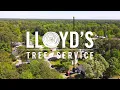 Massive Tree Removal Project in Raleigh NC Lloyd s Tree Service