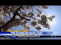 Oregon allergy season beginning