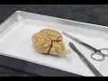 Sheep Brain Dissection Review Anatomy Practical Exam Preparation Remastered 6-20-2026
