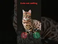 Download Lagu cat calling #ringtone #smartphone #music #ringtones #song #cat #funnycallringto #funny