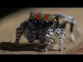 Download Lagu Best Spider Moments | Top 5 | BBC Earth