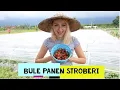 Download Lagu Si Bule Panen Stroberi Dan Ke Pabrik Cokelat Bersama Rice \u0026 Baguette