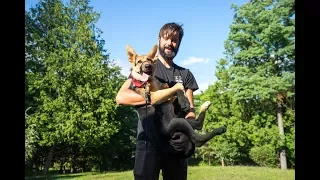 New Puppy – Moto Dog Diaries 24