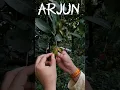 Download Lagu अर्जुन को कैसे पहचाने #shorts #ayurveda #ankurpathak #arjuntree #arjun