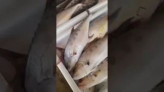 اسم السمكة يارجاله Fishing الرياض 