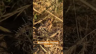 The San Diego horned lizard or Blainville’s horned lizard (Phrynosoma blainvillii) #hiking #lizard