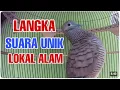 Download Lagu #perkututlokalgacor #perkututlokal #perkutut  #live 9/10/25