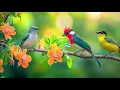 Lagu Birdsong 🕊️🕊️🕊️ \u0026 Piano: Sleep Soundscapes for Deep Rest