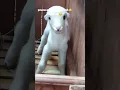 PESONA DOMBA ADU GARUT TANDUK MEWAH #newsupdate #reelyoutube #shortviral #sheep #dombaadugarut