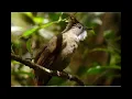 Download Lagu suara pikat cucak jenggot yg badel susah turun coba ini bos ku 👍