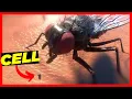 How BIG are the CELLS MICROORGANISMS in Perspective