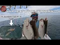 SOLO Flounder LIMIT Off The DELAWARE Coast Excellent Bite