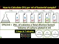 How to Calculate CFU per ml of Bacterial Sample in 3 Steps in Microbiology