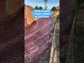 Download Lagu River of Red Wine Floods Streets In Portugal Village of Sao Lourenco de Bairro in Anadia