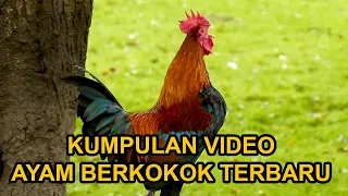 ayam berkokok 2024 banyak jenisnya