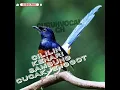 Download Lagu MASTERAN AMPUH untuk GURU VOCAL murai batu AGAR LANGSUNG ON GACOR dan NYAUT KRETEKAN