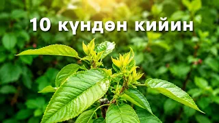 Жашыл кесүү менен жылына 2 жашка чоңоюёбу?