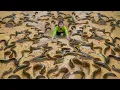 Download Lagu Catching A Lot Of Eels At Mud Pond Goes To Countryside Market Sell For Villager | Ly Tieu Toan