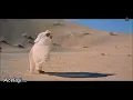 رشيد طه   يا رايح وين مسافر Rachid Taha -  Ya Rayeh