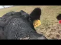 Big Harris Ranch - Cattle business