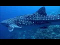 Download Lagu Everybody's Got a Holy Grail. Diving Sipadan Borneo April 2019