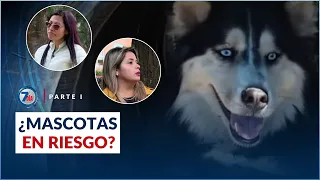 “Ellos no hicieron nada por él”: denuncias de horror en guarderías caninas en Colombia | PARTE I