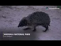 Madagascar Animals Documentary: One Island, Dozens of Night Worlds | Apex