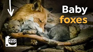 we went inside a den i cute red fox babies underground