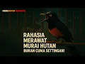 Download Lagu Merawat Murai Batu Hutan, Bukan Cuma Settingan! Ini Rahasia Di Baliknya