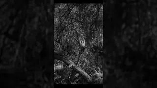 Tarzan Johnny Weismuller 