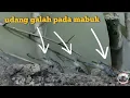 Pladu sungai kali lamong rezeki nomplok banyak udang galah pada mabuk tinggal tangkap