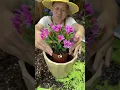 Download Lagu The right way to repot your plant? Have you learned it? #Reportplant #lotus