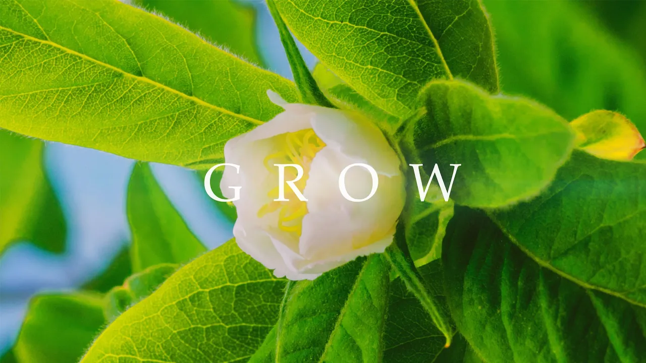 Belhaven University — Belhaven University Online: Grow Your Dream (YouTube video ad)
