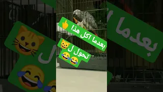 شوفوا شو صار ببغاء عسل Funny Parrot 