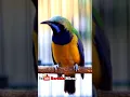Download Lagu CUCAK CUNGKOK FULL TEMBAKAN NILAI TERTINGGI