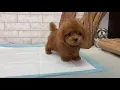 Teacup Poodle - Nano