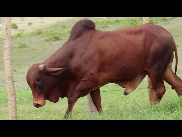 Touro Sindi RAJT - 2474