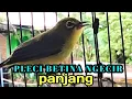 Download Lagu PLECI BETINA ngecir panjang AMPUH menaikkan birahi pleci.