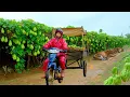 Download Lagu Harvest A Cart Full Of Chayote After 90 Days Of Growing To Sell At The Market, Cook,Garden,Livestock