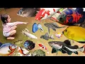 Download Lagu Panen Ikan Banyak Banget di Belakang Rumah Ikan Gurame, Nila, Mas, Lele, Koi \u0026 Ikan Sapu-sapu