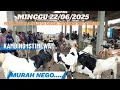 Download Lagu KAMBING ISTIMEWA ⁉️ UPDATE KAMBING HARI INI PASAR KLIWON DORO BANDAR KEDUNGMULYO @BERPETUALANG75
