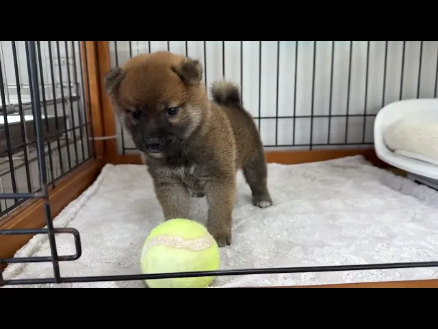 動画