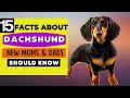 15 Important Facts About Dachshund Dog All New Prospective Owners Should Know