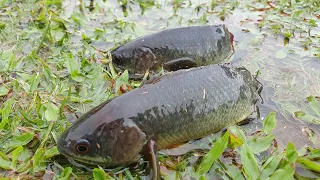 Rainy Day Fishing Secrets You Never Knew About Climbing Perch