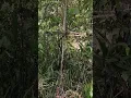 Download Lagu Burung Kolibri Wulung Gacor Dor//pikat Burung vlog##