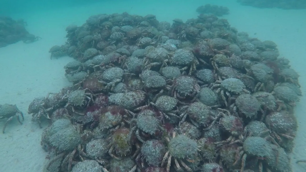 Spider Crabs Molting in Newquay Bay