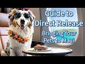 Direct Release Bringing Your Pet to Maui - A Comprehensive Guide